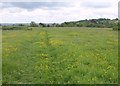 Field near Chilthorne Domer