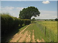 TQ9532 : Farm Track towards Hornbrook Farm by David Anstiss