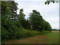 Hedgerow and Trees near Southfields Farm