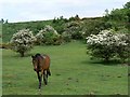 Horse among the hawthorns