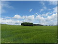 Cereal crop at Doorpool Farm