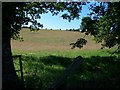 Meadow at Bryngolau