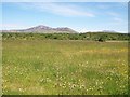 Hay meadow north of Brynaerau