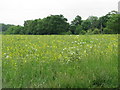 Field near Noke