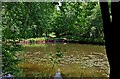 Pond near Uncllys Farm, Wyre Forest (3)