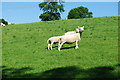 Freshly sheared ewe and lambs