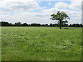 SJ7765 : Fields adjoining Mill Lane by Peter Whatley