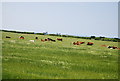 Cattle near Stainsacre