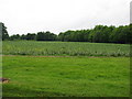 Field near Little Haseley