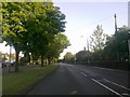 Trees on Stapleford Lane, Toton