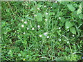 Stitchwort in Tugley Wood