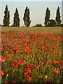 Field of poppies by the road from Bawtry to Blyth