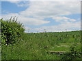 Field near Staple Fitzpaine