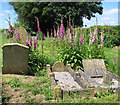 Foxgloves (Digitalis purpurea) in St Michael