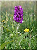 NU1735 : Northern Marsh-orchid (Dactylorhiza purpurella) by Andrew Curtis