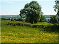 Buttercups in a meadow