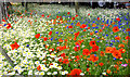 Wildflowers, Belfast