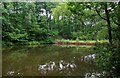 Pond near Uncllys Farm, Wyre Forest (4)