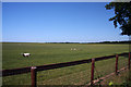 Sheep grazing west of Chippenham Road