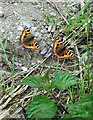 Small tortoiseshell butterflies with nettle