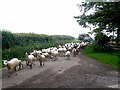 Sheep on the run, Ale Oak Farm