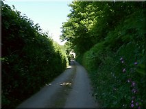 SS4839 : A glimpse of Upcott down Nethercott Road by Roger A Smith