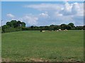 Grazing cattle near Gorphwysfa