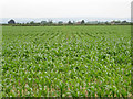 Maize by the A38