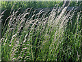 SP2166 : False Oat Grass (Arrhenatherum elatius) by Robin Stott