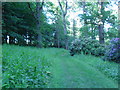 Grass track at the Dundock Woods