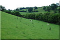 Steeply sloping north facing grazing