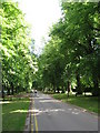 Driveway to Pontcanna Fields