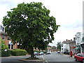 Tree in Thames Ditton High Street