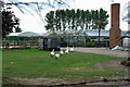 Geese at Ferring Nurseries