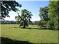 Oak near Milton Lodge