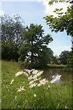 TL8063 : Ox-eye daisies by the fish pond by Bob Jones