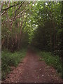 TR1151 : Bridleway in Capel Wood by David Anstiss