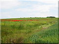 TQ7165 : Poppy Field near Starkeys by Oast House Archive