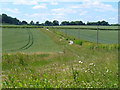 Wheat Fields by Stapeley Farm