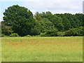 Downland near Well