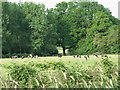 Field of cattle near Southwater, West Sussex