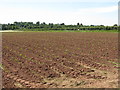 Field near Woodfield Cedars