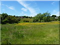 Open land at Springfield, Dawley