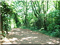 Woods behind Foord Almshouses, Rochester