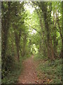 Bridleway in Edards Wood