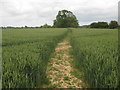 Footpath towards Stelling Minnis