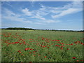 ST9495 : Poppies alongside The Fosseway by James Ayres