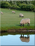SJ9314 : Grazing by the canal near Penkridge, Staffordshire by Roger  D Kidd