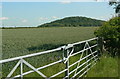 View towards Rancliffe Wood