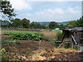 Allotments by Ashby Farm